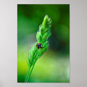 Black Ladybird Poster