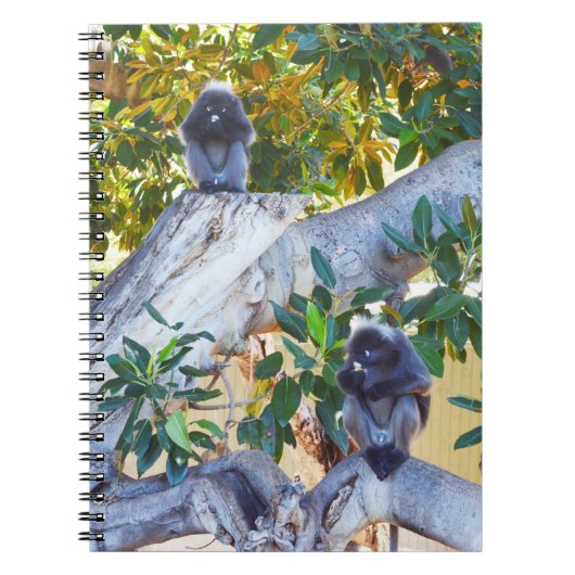 Black Langur Affen Eating, Notebook Notizblock (Vorderseite)