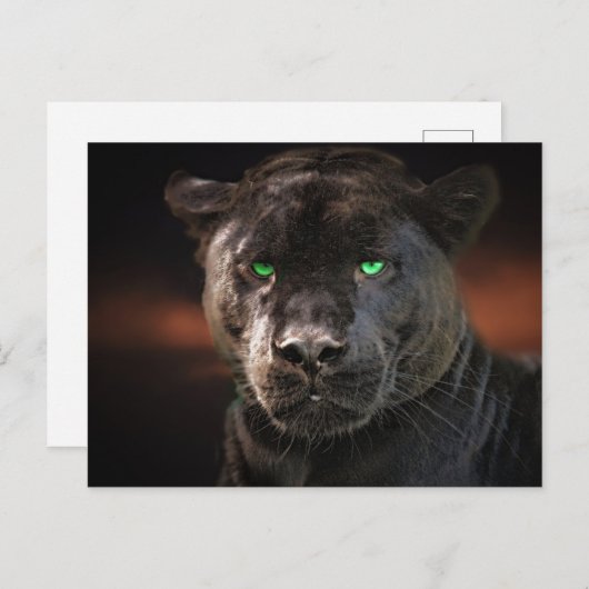 Black Leopard Big Cat Postkarte (Vorne/Hinten)