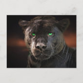 Black Leopard Big Cat Postkarte (Vorderseite)