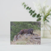Black Leopard Postkarte (Stehend Vorderseite)