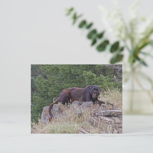 Black Leopard Postkarte (Stehend Vorderseite)