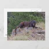 Black Leopard Postkarte (Vorne/Hinten)