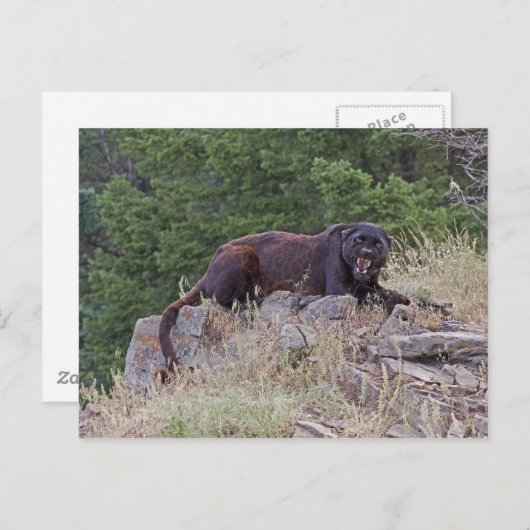 Black Leopard Postkarte (Vorne/Hinten)