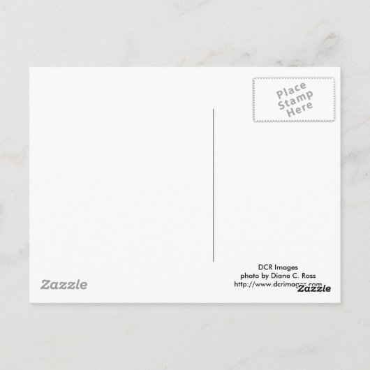 Black Leopard Postkarte (Rückseite)