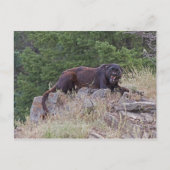 Black Leopard Postkarte (Vorderseite)