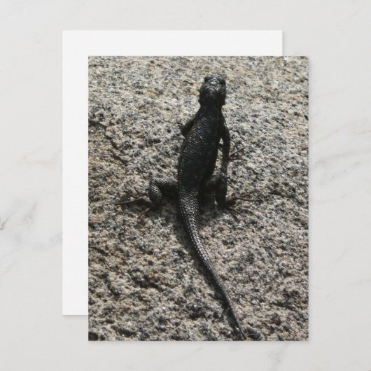 Black Lizard (Vorne/Hinten)