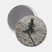 Black Lizard Magnet (Vorderseite/Rückseite)