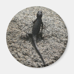 Black Lizard Magnet