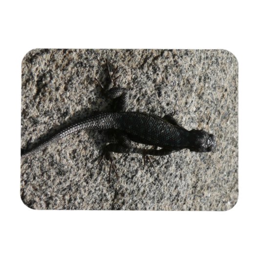 Black Lizard Magnet (Horizontal)
