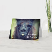 Black Llama Animal Funny Birthday Karte (Vorderseite)