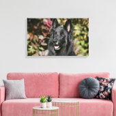 Black Long Haired German Shepherd Leinwanddruck (Insitu (Wohnzimmer))