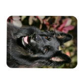 Black Long Haired German Shepherd Magnet (Horizontal)