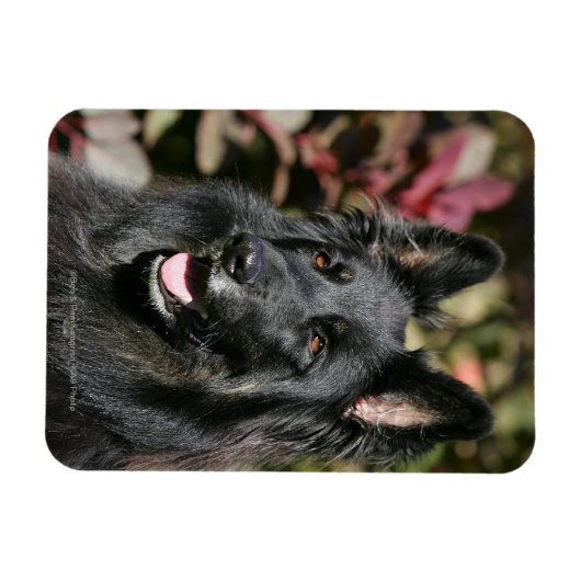 Black Long Haired German Shepherd Magnet (Horizontal)