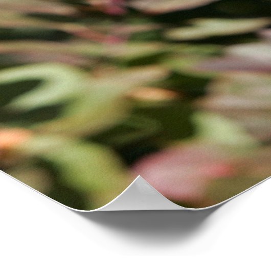 Black Long Haired German Shepherd Poster (Ecke)