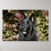 Black Long Haired German Shepherd Poster (Vorne)