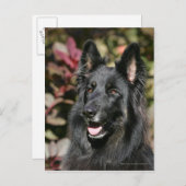 Black Long Haired German Shepherd Postkarte (Vorne/Hinten)