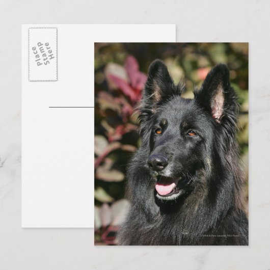 Black Long Haired German Shepherd Postkarte (Vorne/Hinten)