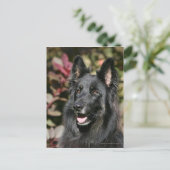 Black Long Haired German Shepherd Postkarte (Stehend Vorderseite)