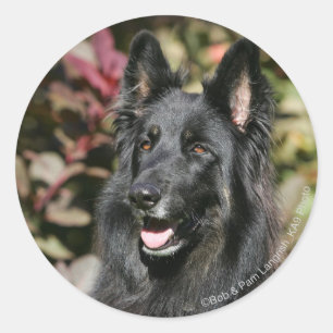 Black Long Haired German Shepherd Runder Aufkleber