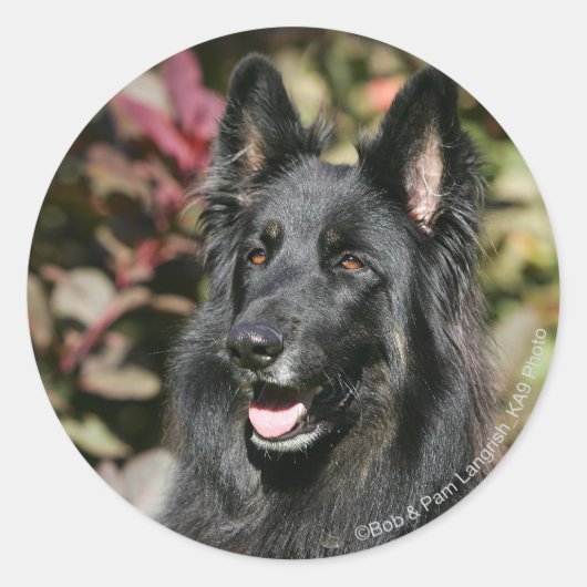Black Long Haired German Shepherd Runder Aufkleber (Vorderseite)