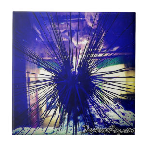 Black Longspine Urchin Fliese