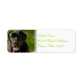 Black Mastiff Mailing Labels (Vorne)