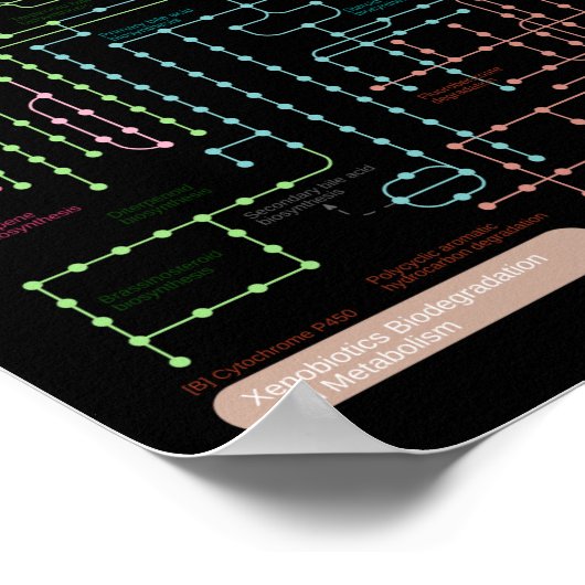 Black Metabolic pathway of the cell Poster (Ecke)