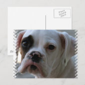 Black Mit Augen Boxer Dog Postkarte (Vorne/Hinten)
