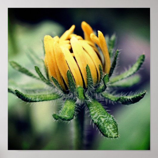 Black Mit Augen Susan Awakening Poster (Vorne)