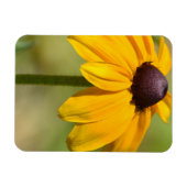 Black Mit Augen Susan Blume Magnet (Horizontal)