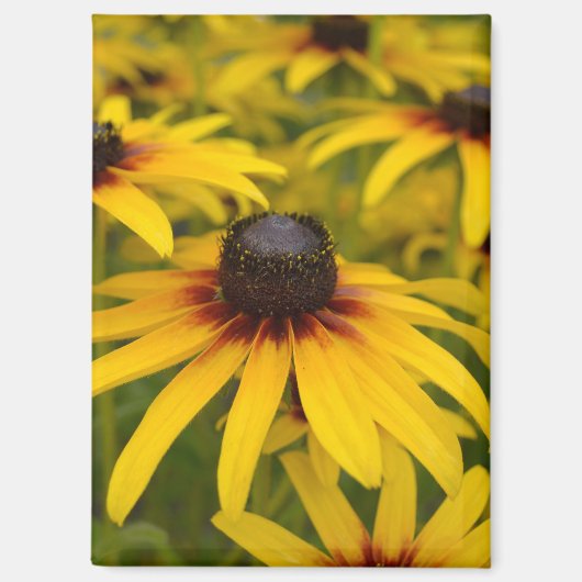 Black Mit Augen Susan Blume Magnet (Vorderseite)