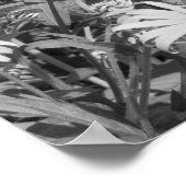 Black Mit Augen Susan Garden Schwarz-weiß Print Poster (Ecke)