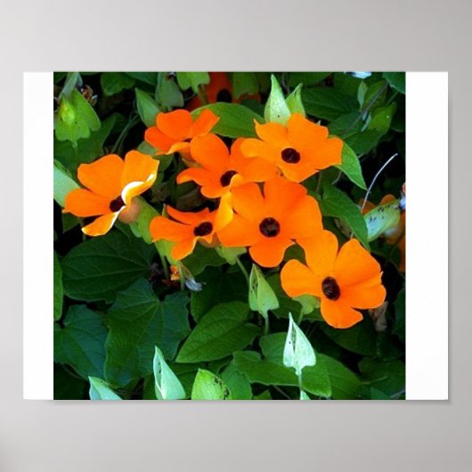 Black Mit Augen Susan Poster (Vorne)