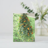 Black Mit Augen Susan Vine Postkarte (Stehend Vorderseite)