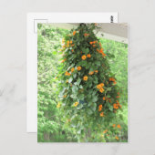 Black Mit Augen Susan Vine Postkarte (Vorne/Hinten)