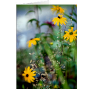 Black Mit Augen Susans