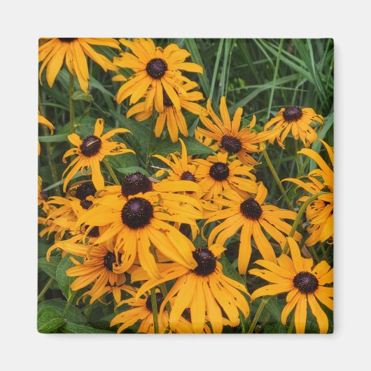 Black Mit Augen Susans Magnet (Vorne)