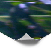 Black Mit Augen Susans Poster (Ecke)