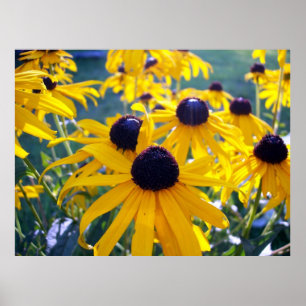 Black Mit Augen Susans Poster