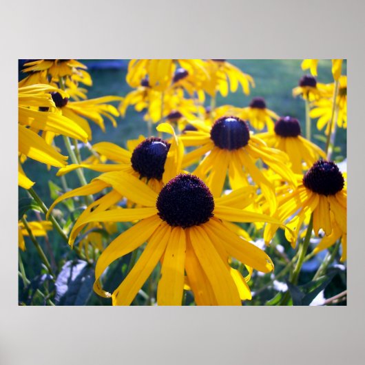 Black Mit Augen Susans Poster (Vorne)