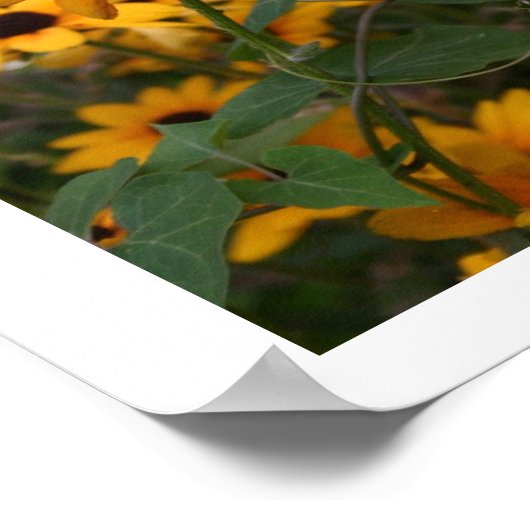 Black Mit Augen Susans Poster (Ecke)