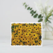 Black Mit Augen Susans Postkarte (Stehend Vorderseite)