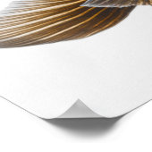 Black moor goldfish (Carassius auratus) 2 Poster (Ecke)