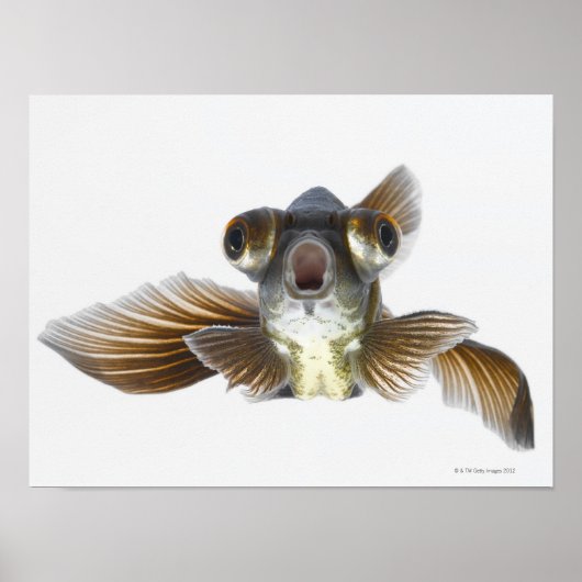 Black moor goldfish (Carassius auratus) 2 Poster (Vorne)