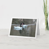 Black Necked Swans Karte (Vorderseite)