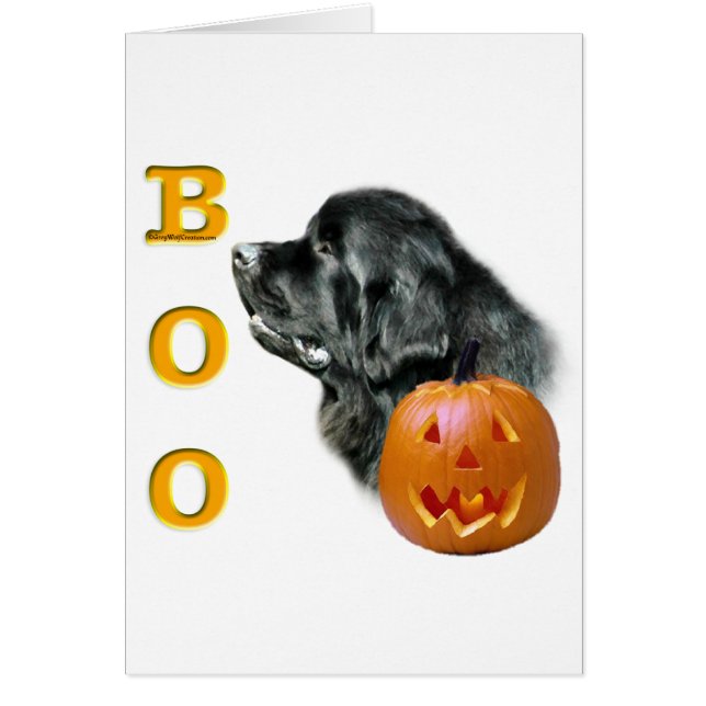 Black Newfundland Boo (Vorne)