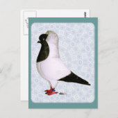 Black Nun Pigeon 1973 Postkarte (Vorne/Hinten)