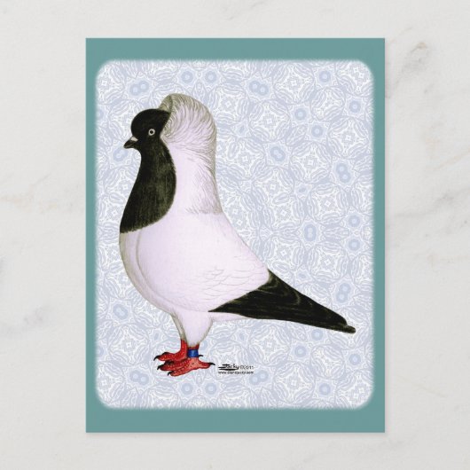 Black Nun Pigeon 1973 Postkarte (Vorderseite)