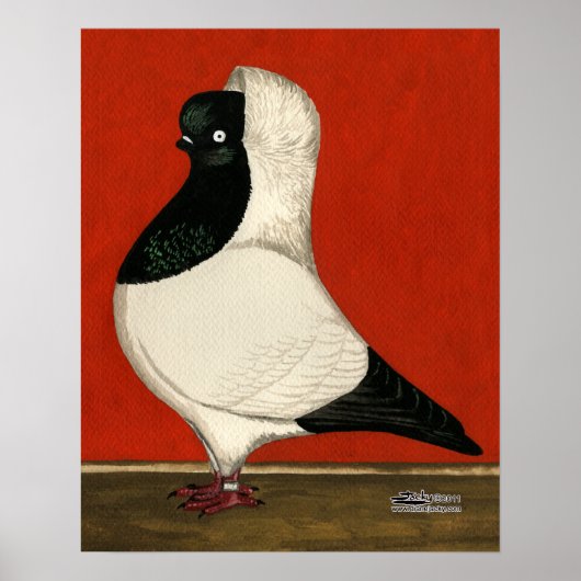 Black Nun Pigeon Poster (Vorne)